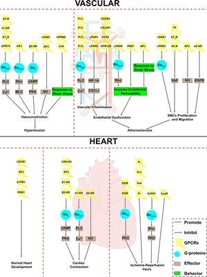 Role of G-protein coupled receptors in cardiovascular diseases